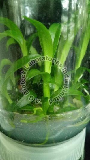 Tropical Orchid Flower Tissue Culture Plants