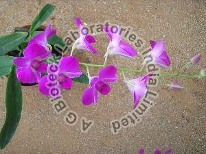 Tropical Orchid Flower Tissue Culture Plants