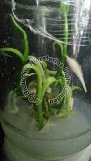Vanilla Tissue Culture Plants