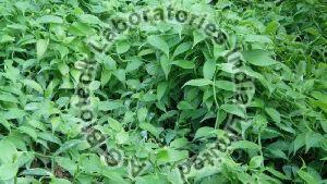 Vanilla Tissue Culture Plants