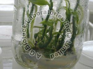 Vanilla Tissue Culture Plants