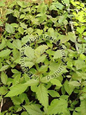 Vitex Tissue Culture Plants