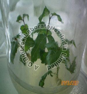 Vitex Tissue Culture Plants