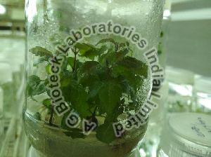 Vitex Tissue Culture Plants