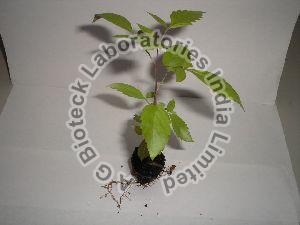 Vitex Tissue Culture Plants