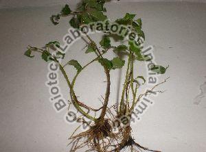 Vitex Tissue Culture Plants