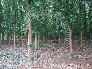 Teak Tissue Culture Plants