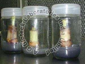 Banana Tissue Culture Plants
