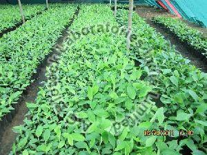 Banana Tissue Culture Plants