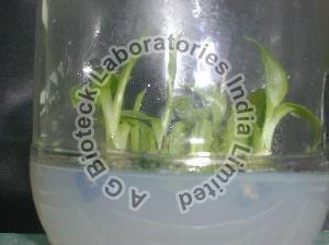 Banana Tissue Culture Plants