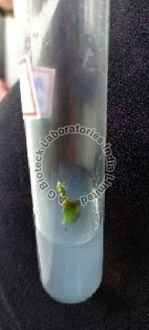 Dragon Fruit Tissue Culture Plants