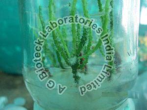 Dragon Fruit Tissue Culture Plants