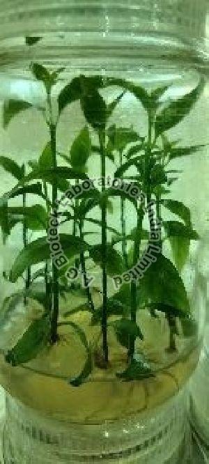 Sabah Snake Grass Tissue Culture Plants