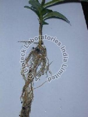 Teak Tissue Culture Plants