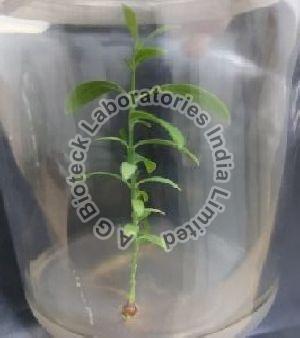 Sandalwood Tissue Culture Plants