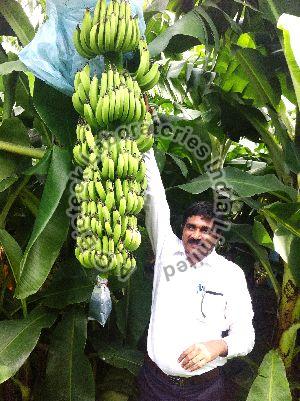Banana Tissue Culture Plants
