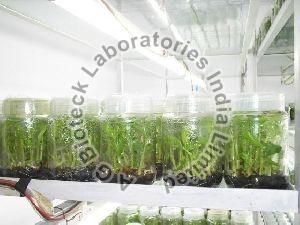 Banana Tissue Culture Plants