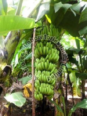 Banana Tissue Culture Plants