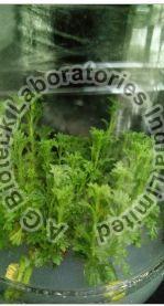 Artemisia Tissue Culture Plants