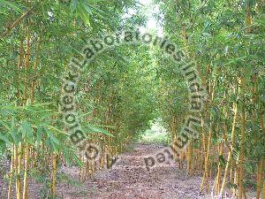 Bamboo Tissue Culture Plants