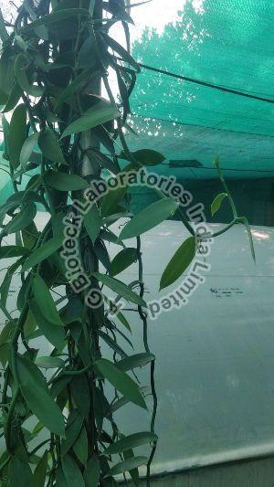 Vanilla Tissue Culture Plants