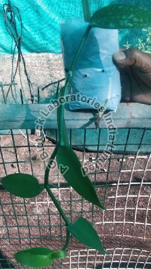 Vanilla Tissue Culture Plants