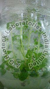 Stevia rebaudiana Tissue Culture Plants