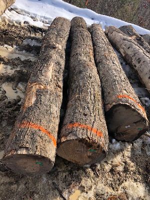 Maple Wood Logs