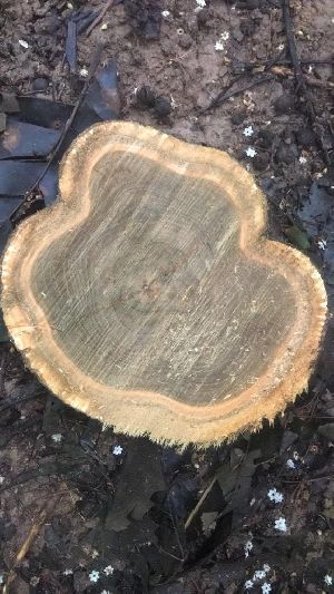 Teak Wood Logs