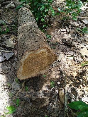 Teak Wood Logs