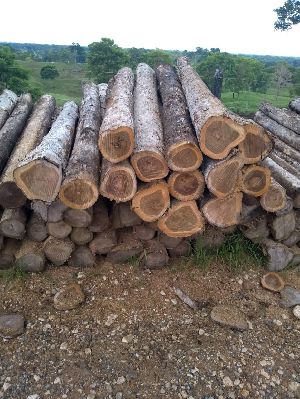 Teak Wood Logs