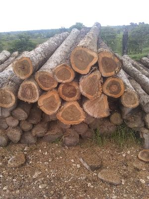 Teak Wood Logs