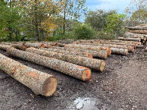 Hickory Wood Logs