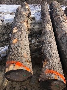 Maple Wood Logs