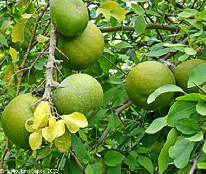 Aegle Marmelos Seeds