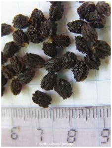 Carica Papaya Seeds