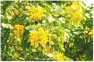 Cassia Alata Seeds