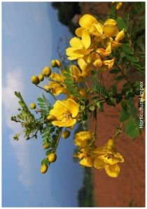 Cassia Auriculata Seeds