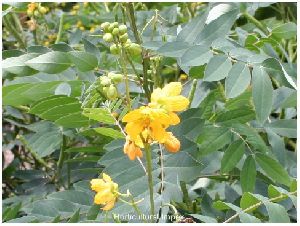 Cassia Occidentalis Seeds