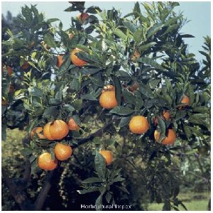 Citrus Aurantium Seeds