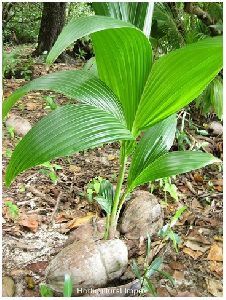 Cocos Nucifera Seeds