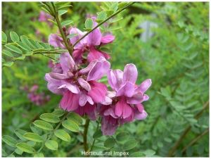 Indigofera Tinctoria Seeds