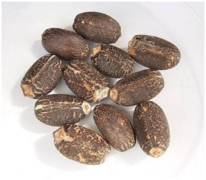 Jatropha Curcas Seeds