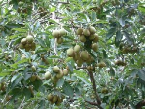 madhuca longifolia seeds