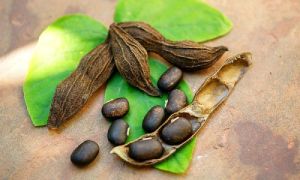 Mucuna Pruriens Seeds