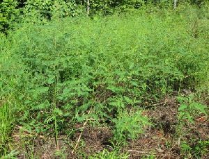 Sesbania Cannabina Seeds