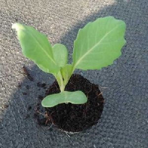 Cabbage Seedling
