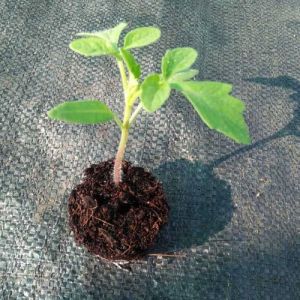 Tomato Seedling