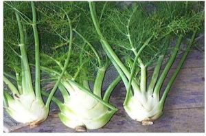 Fennel Root