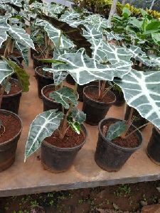 Alocasia Amazonica Plant